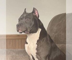 Mother of the American Bully puppies born on 10/24/2022