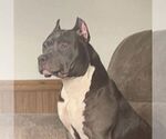 Small Photo #1 American Bully Puppy For Sale in SIKESTON, MO, USA