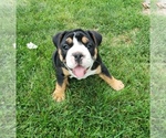 Small Photo #10 Olde English Bulldogge Puppy For Sale in LAKE NEPESSING, MI, USA