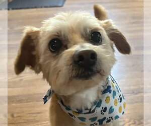 Maltese-Unknown Mix Dogs for adoption in Germantown, OH, USA