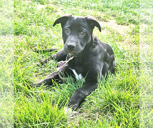 Medium Photo #1 Labrador Retriever-Unknown Mix Puppy For Sale in MECHANICSBURG, PA, USA