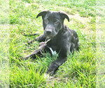 Small Labrador Retriever Mix