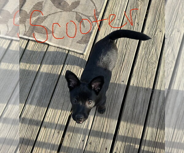 Medium Photo #9 Mutt Puppy For Sale in Evansville, IN, USA