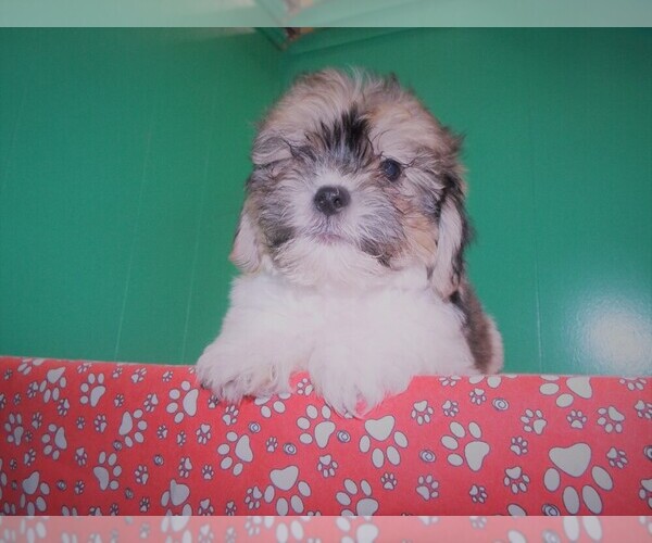 Medium Photo #2 Zuchon Puppy For Sale in PATERSON, NJ, USA