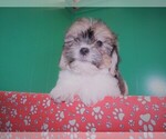 Small Photo #2 Zuchon Puppy For Sale in PATERSON, NJ, USA