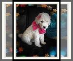 Small Photo #90 Sheepadoodle Puppy For Sale in RIALTO, CA, USA