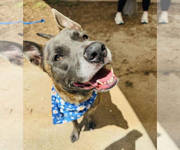 Medium Photo #3 Catahoula Leopard Dog-Labrador Retriever Mix Puppy For Sale in Houston, TX, USA