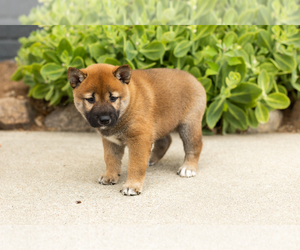 Medium Photo #4 Shiba Inu Puppy For Sale in MILLERSBURG, IN, USA