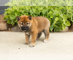 Small Photo #14 Shiba Inu Puppy For Sale in MILLERSBURG, IN, USA