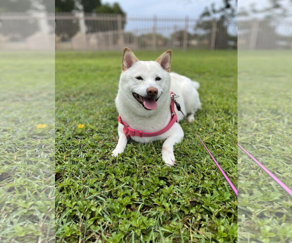 Medium Photo #3 Shiba Inu Puppy For Sale in Miami, FL, USA