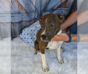 American Pit Bull Terrier-Unknown Mix Dogs for adoption in Tucson, AZ, USA