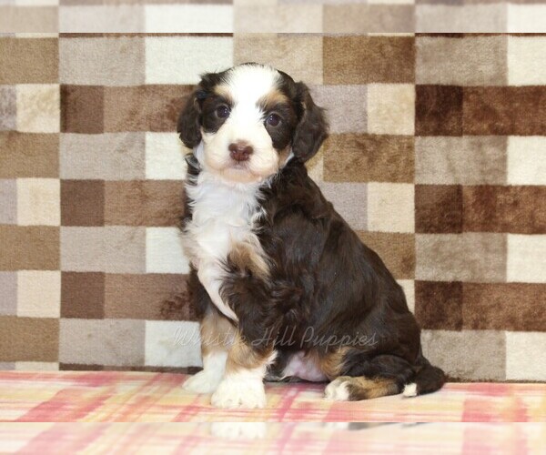 Medium Photo #4 Bernedoodle (Miniature) Puppy For Sale in DENVER, PA, USA