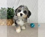 Small Miniature Bernedoodle