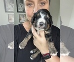 Small #81 Bernedoodle