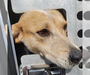 Mutt Dogs for adoption in San Antonio, TX, USA