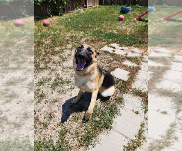 Medium Photo #5 German Shepherd Dog Puppy For Sale in Evansville, IN, USA