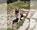 Small #4 German Shepherd Dog