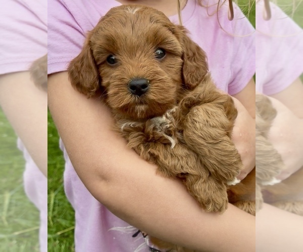 Medium Photo #2 Goldendoodle (Miniature) Puppy For Sale in RANDOLPH, WI, USA