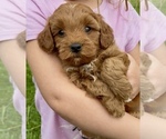 Small #1 Goldendoodle (Miniature)