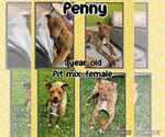 Small #2 American Pit Bull Terrier Mix