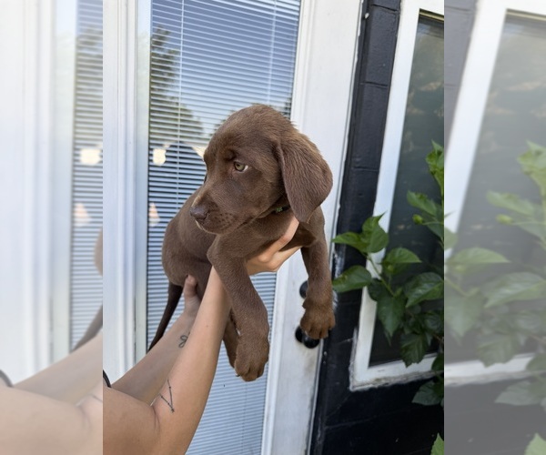 Medium Photo #13 Labrador Retriever Puppy For Sale in DAVENPORT, FL, USA