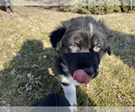 Small Photo #9 Australian Shepherd Puppy For Sale in MOUNT PULASKI, IL, USA