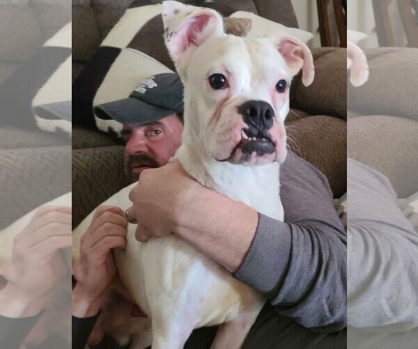 Medium Photo #19 Boxer-Unknown Mix Puppy For Sale in Minneapolis, MN, USA