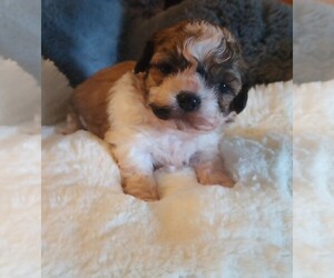 Mal-Shi Puppy for sale in WOBURN, MA, USA