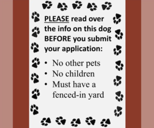 Kitchen - Female Mutt Dog for Adoption - Photo #4