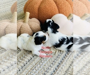 Biewer Terrier Puppy for sale in CANTON, GA, USA