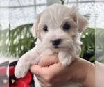 Small #2 Maltese