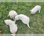 Image preview for Ad Listing. Nickname: Litter of 4