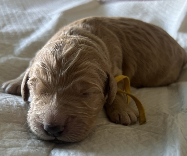 Medium Photo #3 Goldendoodle Puppy For Sale in PHOENIX, AZ, USA