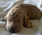Small #2 Goldendoodle