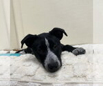 Small #5 Lab-Pointer