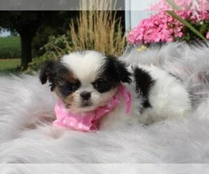 Japanese Chin Puppy for sale in ORO VALLEY, AZ, USA