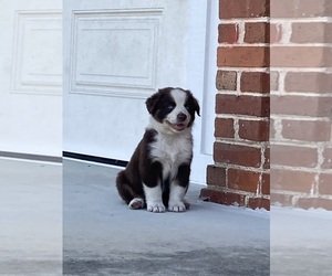 Bulldog Puppy for sale in ARCADIA, FL, USA