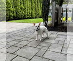 Small #5 Chihuahua Mix