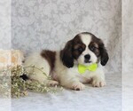 Small Photo #2 Cava-Tzu Puppy For Sale in GORDONVILLE, PA, USA