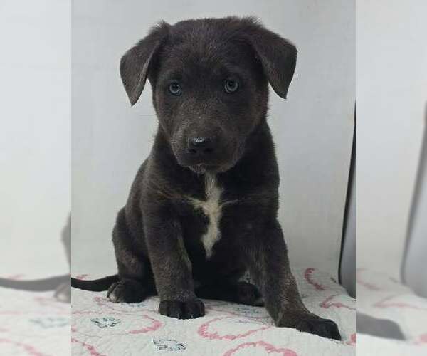 Medium Photo #1 German Shepherd Dog-Unknown Mix Puppy For Sale in Brewster, NY, USA