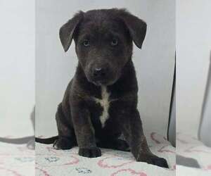 German Shepherd Dog-Unknown Mix Dogs for adoption in Brewster, NY, USA