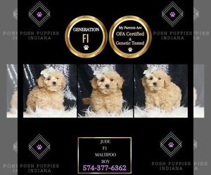 Maltipoo Puppy for sale in WARSAW, IN, USA