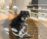 Small Photo #41 Schnoodle (Miniature) Puppy For Sale in DINWIDDIE, VA, USA
