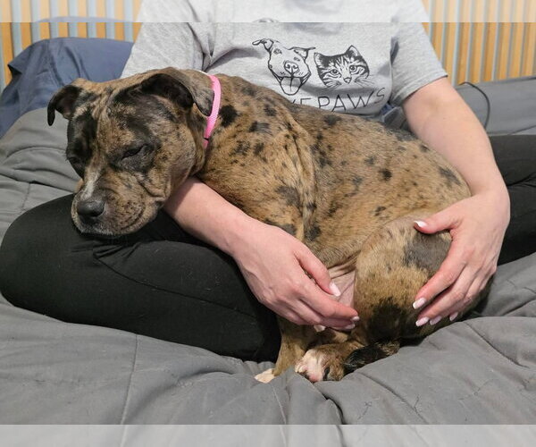Medium Photo #6 Mutt Puppy For Sale in Rockville, MD, USA