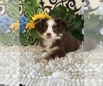 Small #2 Miniature Australian Shepherd