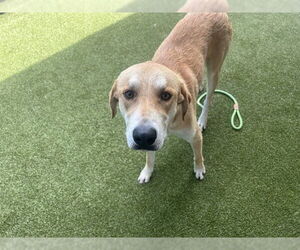 Labrador Retriever-Unknown Mix Dogs for adoption in Waco, TX, USA