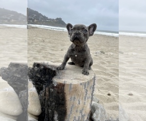 French Bulldog Puppy for sale in HAYWARD, CA, USA
