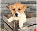 Small Photo #1 Pembroke Welsh Corgi Puppy For Sale in MIDDLEBURY, IN, USA