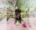 Small Photo #73 Australian Shepherd Puppy For Sale in NEW BRAUNFELS, TX, USA