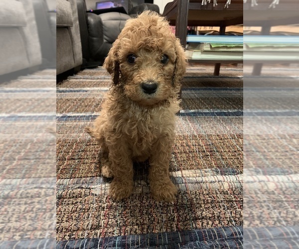 Medium Photo #15 Aussiedoodle Puppy For Sale in WOODLEAF, NC, USA